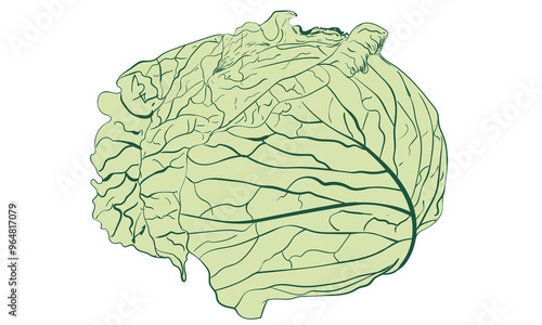 Green cabbage graphic print design. 