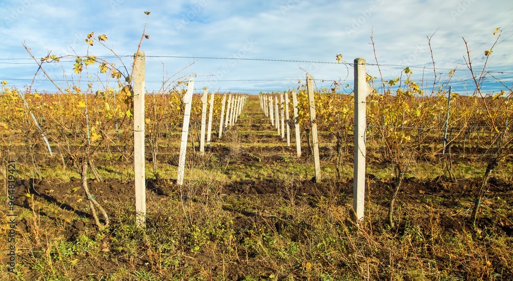 vineyard, autumn in the vineyard yellow coloured vineyard, autumn in the vineyard yellow coloured