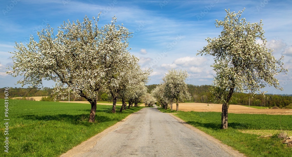 road and a blossoming apple tree alley avenue road and a blossoming apple tree alley avenue