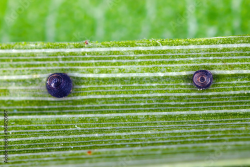 Chrysomphalus aonidum Egyptian black scale. Known generally as Florida red scale, is a species of armored scale insect in the family Diaspididae. photo