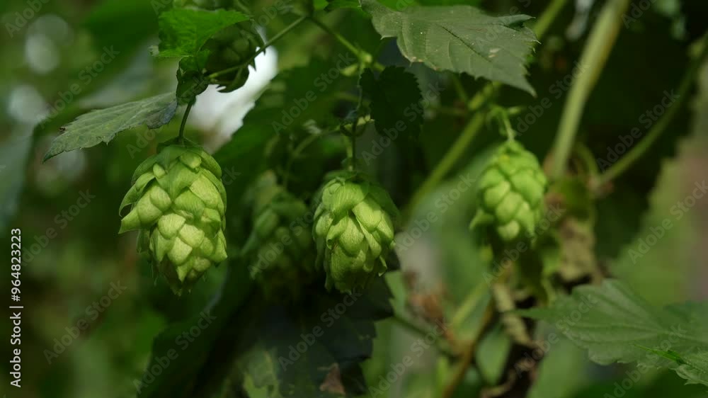 Close-up of Ripe Hop Flowers Ready for Harvest Close-up of Ripe Hop Flowers Ready for Harvest