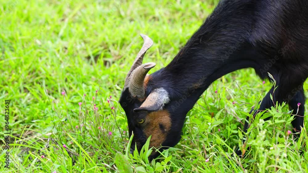 A flock of sheep eating grass, black goats shepherding 4K real shot A flock of sheep eating grass, black goats shepherding 4K real shot