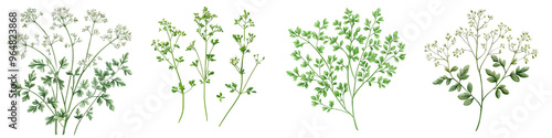 Chervil - Mild and delicate herb Isolated on Clear White Background Highly Detailed