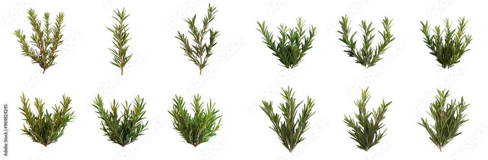 Fototapeta premium Lush green plants arranged in various positions, showcasing their vibrant foliage and natural beauty. Perfect for enhancing any garden or landscape design. 