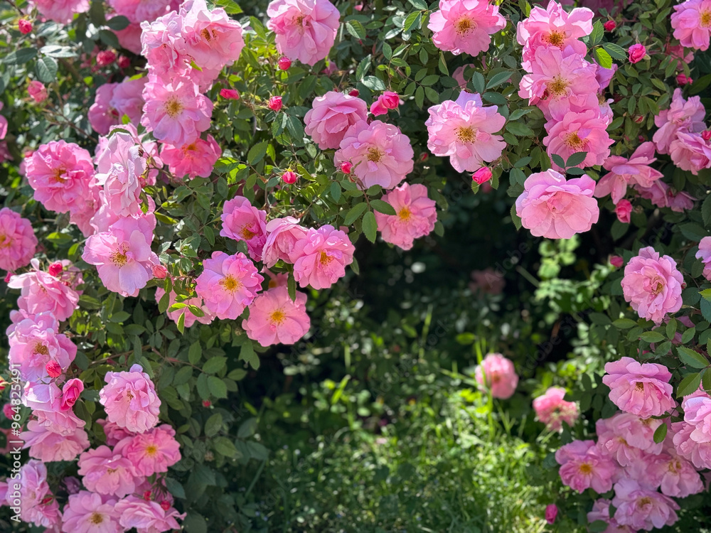 Pretty pink roses flowers climbing bush in the rose garden Pretty pink roses flowers climbing bush in the rose garden