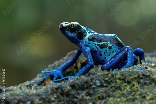 The Dendrobates tinctorius 