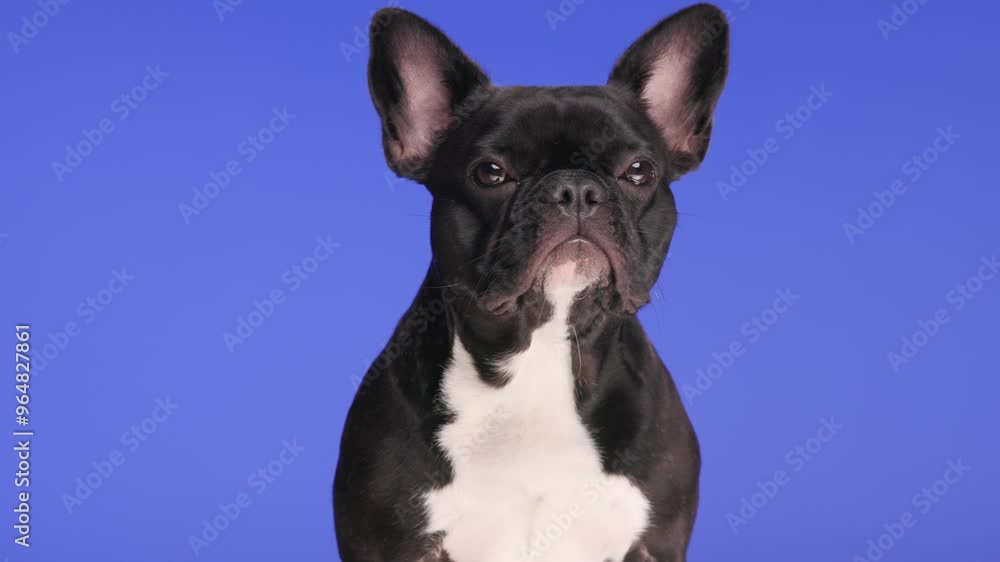 beautiful Frenchie puppy looking forward and being tired, looking up side and sitting on purple background beautiful Frenchie puppy looking forward and being tired, looking up side and sitting on purple background