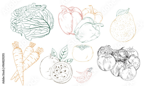 Fresh vegetable and fruit set  design. Organic agriculture line drawing artwork.