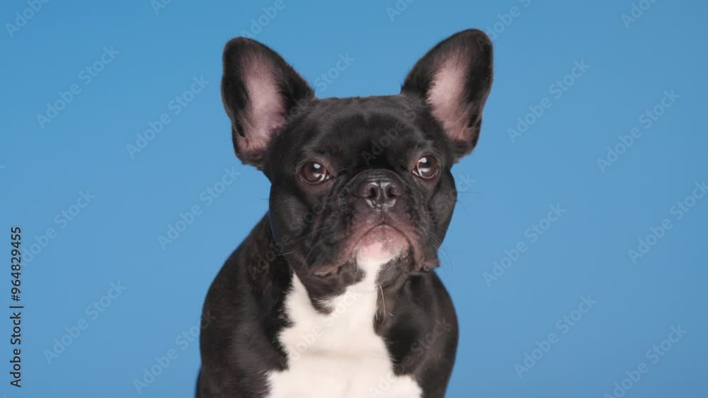 adorable little Frenchie dog looking down and side, sticking out tongue and licking nose in front of blue background adorable little Frenchie dog looking down and side, sticking out tongue and licking nose in front of blue background
