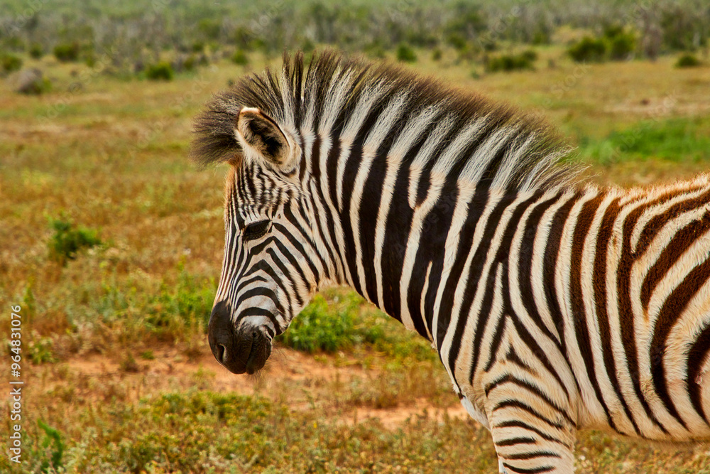Eine Reise durch Südafrika. Auf Safari durch die afrikanische Savanne. Eine Reise durch Südafrika. Auf Safari durch die afrikanische Savanne.