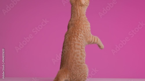 curious little kitty with no vision standing up on her back legs, searching for something above her head and being excited on pink background photo