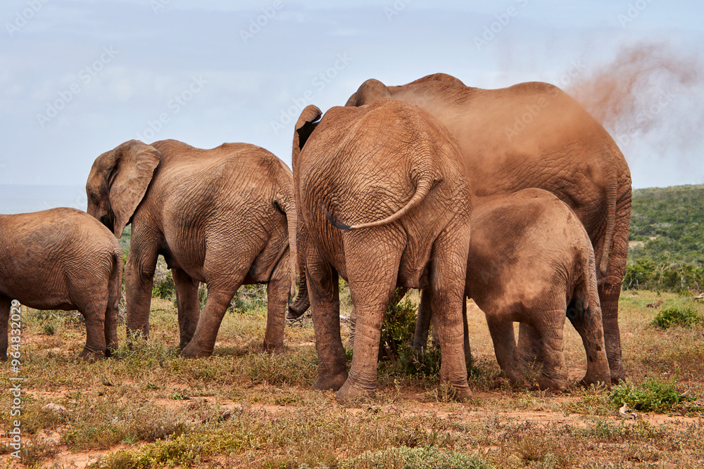 Fototapeta premium Eine Reise durch Südafrika. Auf Safari durch die afrikanische Savanne.