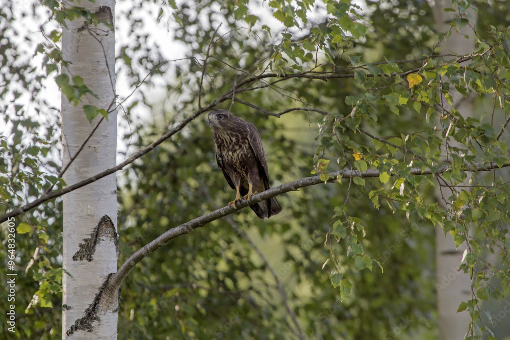 Buzzard sitting on the tree. Common buzzard (Buteo buteo). Buzzard sitting on the tree. Common buzzard (Buteo buteo).