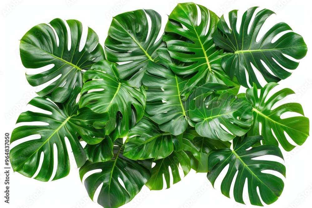 A close-up shot of a bunch of green leaves against a clean white background A close-up shot of a bunch of green leaves against a clean white background