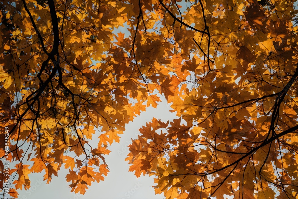 Autumn leaves canopy in orange, yellow, scattered branches, blue sky contrast Autumn leaves canopy in orange, yellow, scattered branches, blue sky contrast