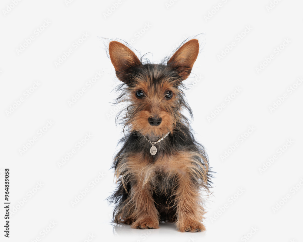 Adorable small Yorkshire terrier with pearl collar looking forward Adorable small Yorkshire terrier with pearl collar looking forward