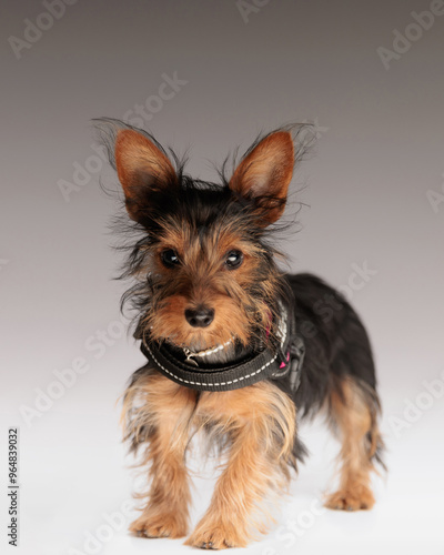Fotografie Cute Yorkshire terrier with pearl collar and harness looking forward