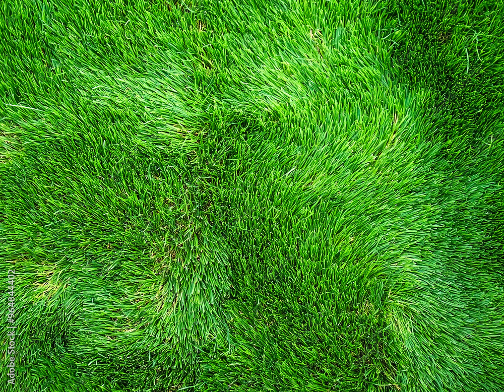 Green grass texture. Field of green grass, a lawn in spring. Background of color grass Green grass texture. Field of green grass, a lawn in spring. Background of color grass