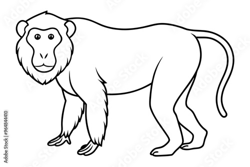 Baboon silhouette vector illustration. Line art vector photo