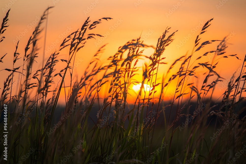 Silhouetted tall grasses sway against glowing orange sunset, peaceful meadow scene Silhouetted tall grasses sway against glowing orange sunset, peaceful meadow scene