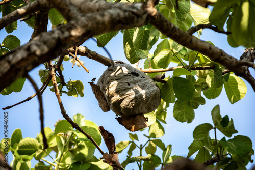 Wild wasp nest on pequi tree Caryocar brasiliense in selective focus photo