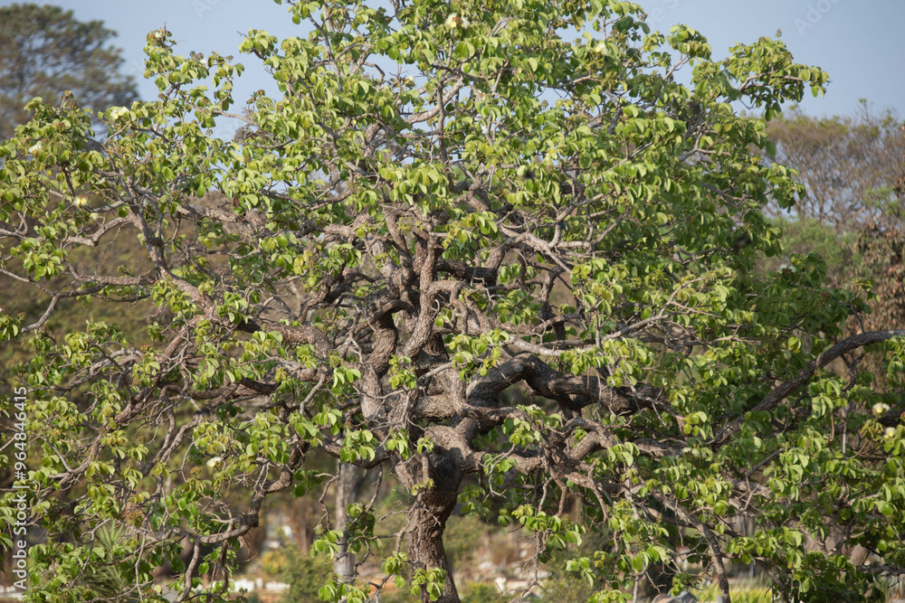 Fototapeta premium pequi tree (caryocar brasileinse) in panoramic image with a flight of swallows