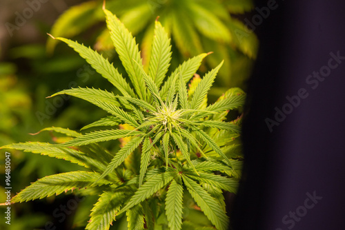 Cannabis Grow in garden Marjuana leaf flower