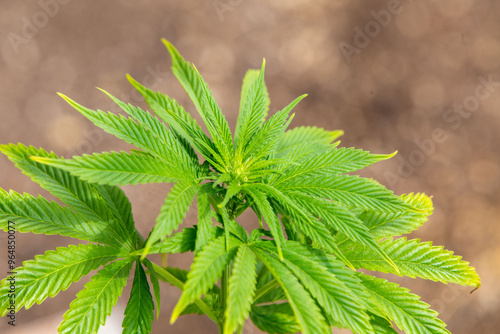 Cannabis Web Marijuana in Garden grow Leaf Plant