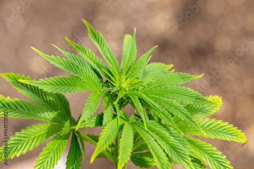 Cannabis Web Marijuana in Garden grow Leaf Plant