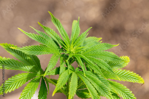 Cannabis Grow in garden Marjuana leaf flower