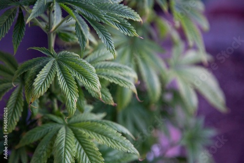 Cannabis Web Marijuana in Garden grow Leaf Plant