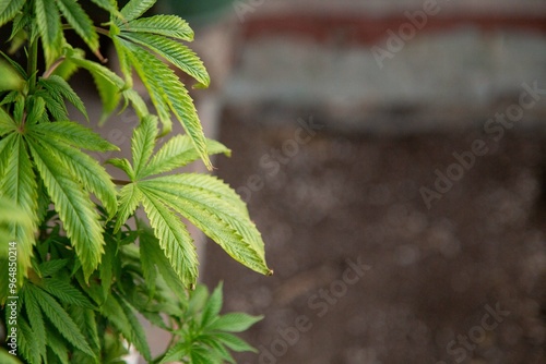 Cannabis Web Marijuana in Garden grow Leaf Plant