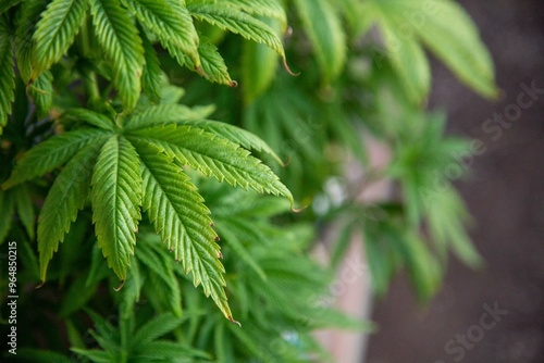 Cannabis Web Marijuana in Garden grow Leaf Plant