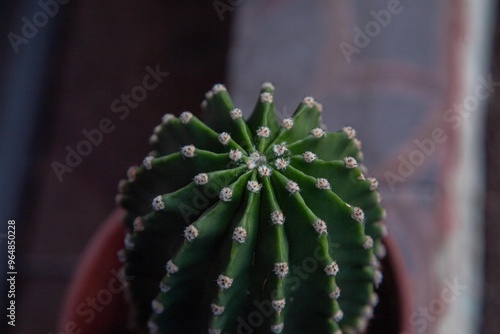 San Pedro Cactus Chile flora nativa