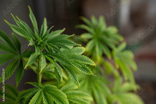 Cannabis Web Marijuana in Garden grow Leaf Plant