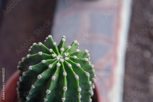 San Pedro Cactus Chile flora nativa