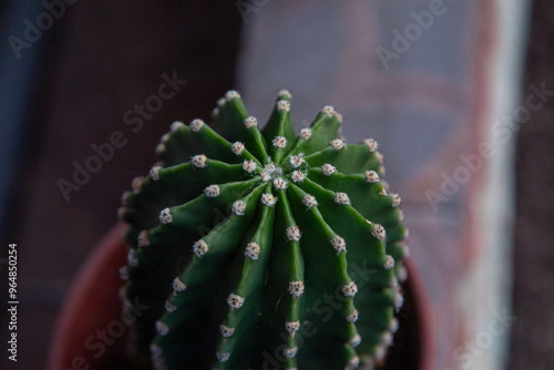 San Pedro Cactus Chile flora nativa