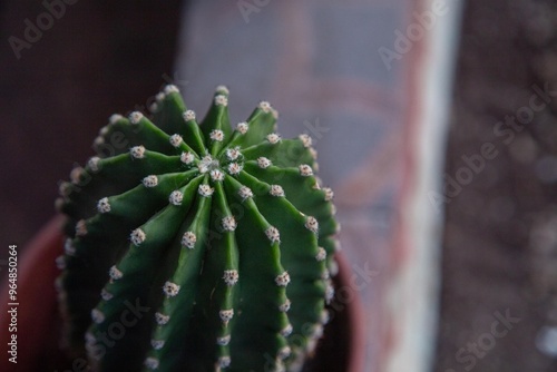 San Pedro Cactus Chile flora nativa