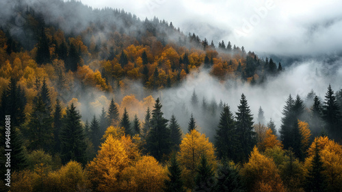 Fog over the forest wraps around the trees, and the autumn colors make the landscape especially picturesque and mysterious