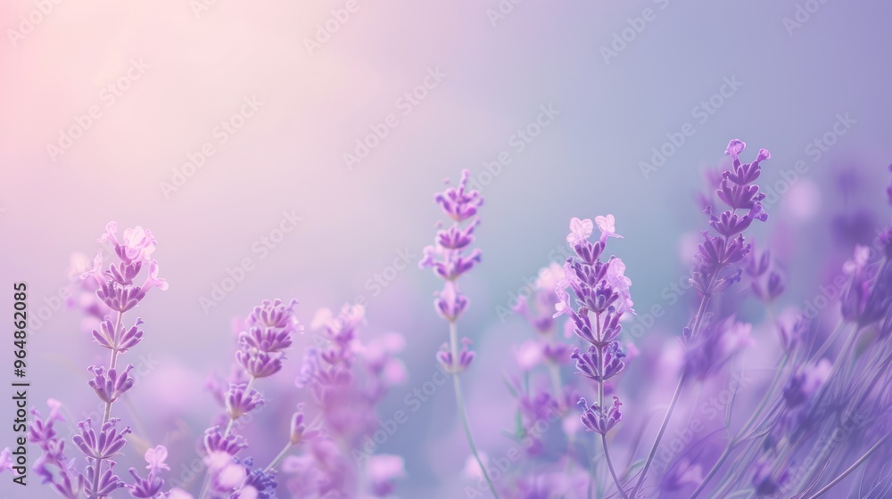 Soft Pastel Lavender Field Soft Pastel Lavender Field