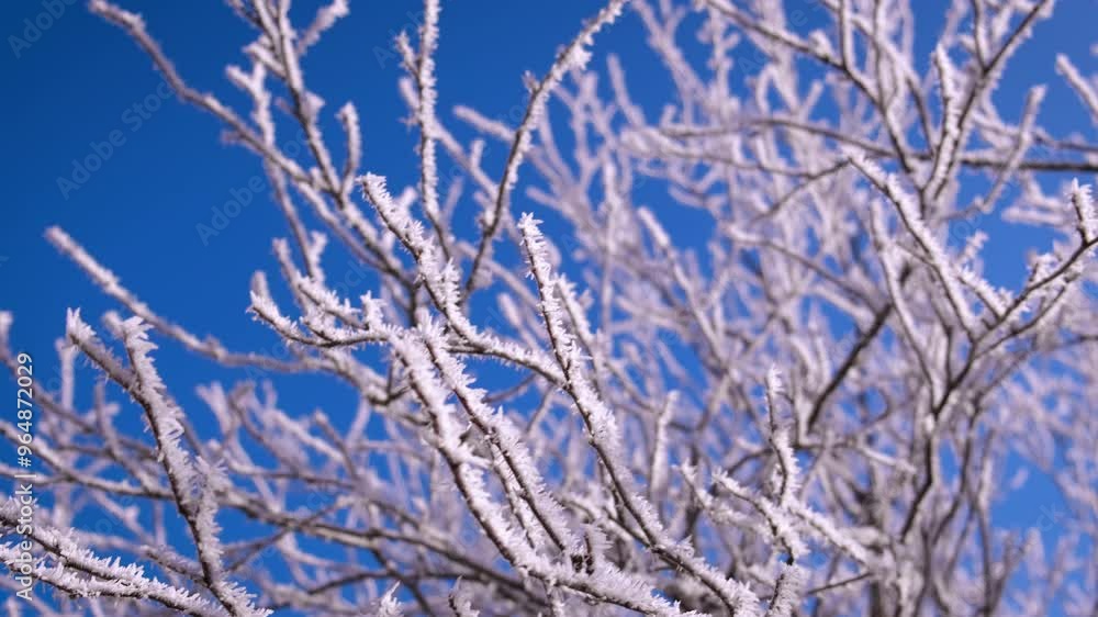 Alone tree in frost against blue sky. An alone tree with white snowy branches against blue sky. Alone tree in frost against blue sky. An alone tree with white snowy branches against blue sky.