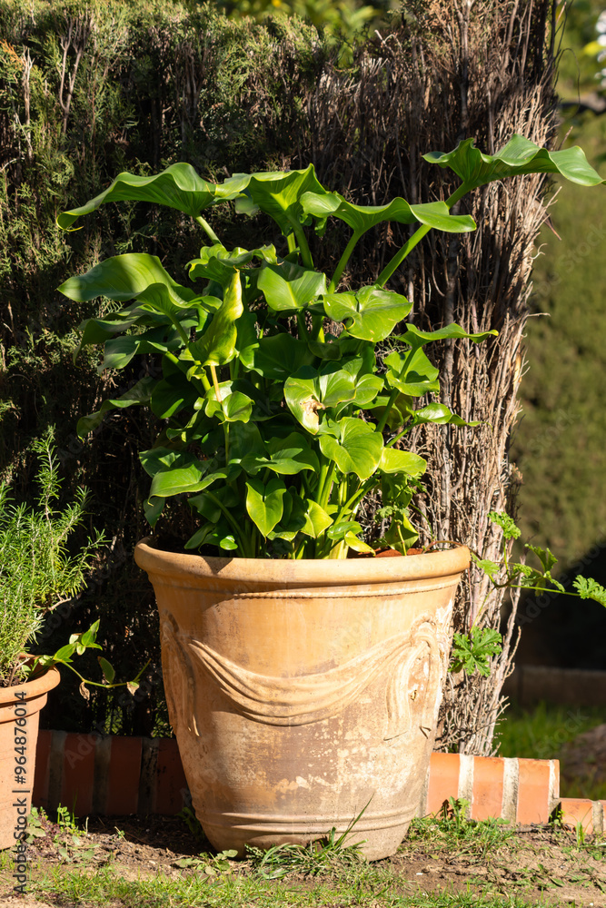 A lush green plant growing in a large ceramic pot placed in a garden, granada andalucia spain A lush green plant growing in a large ceramic pot placed in a garden, granada andalucia spain