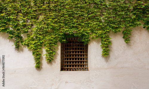 Bronze Gated Window in Marble Wall with Ivy like vining plant