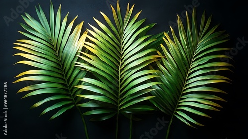 Three palm leaves with yellow tips on a black background. photo