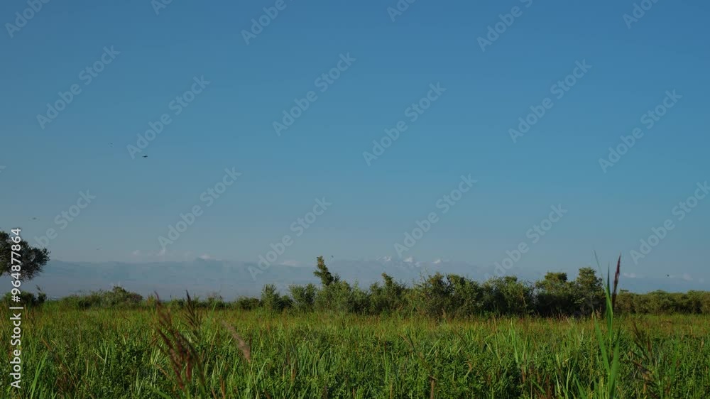 Summer meadow and mountains view in Kyrgyzstan, many birds in the air Summer meadow and mountains view in Kyrgyzstan, many birds in the air