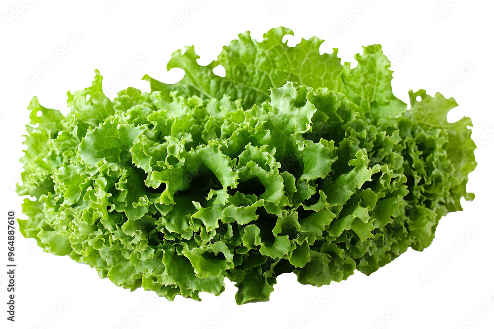 A vibrant, fresh head of green leaf lettuce displayed against a clean white background. A vibrant, fresh head of green leaf lettuce displayed against a clean white background.