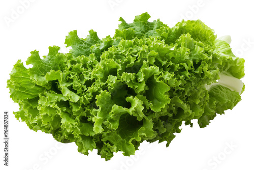 A vibrant, fresh head of green leaf lettuce displayed against a clean white background.