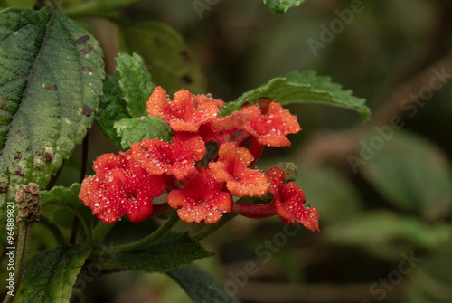 flores primavera depois da chuva