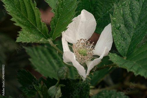 flor de amora framboesa ou blackberry