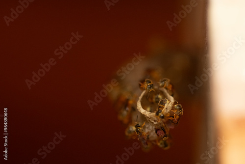 abelhas jataí  entrando na colmeia